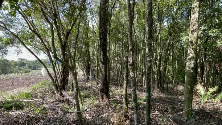 Sítio à venda de 3 ha em Igrejinha, RS, Brasil