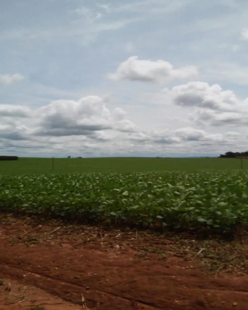 Fazenda à venda de 1.300 ha em Taquarituba, SP, Brasil