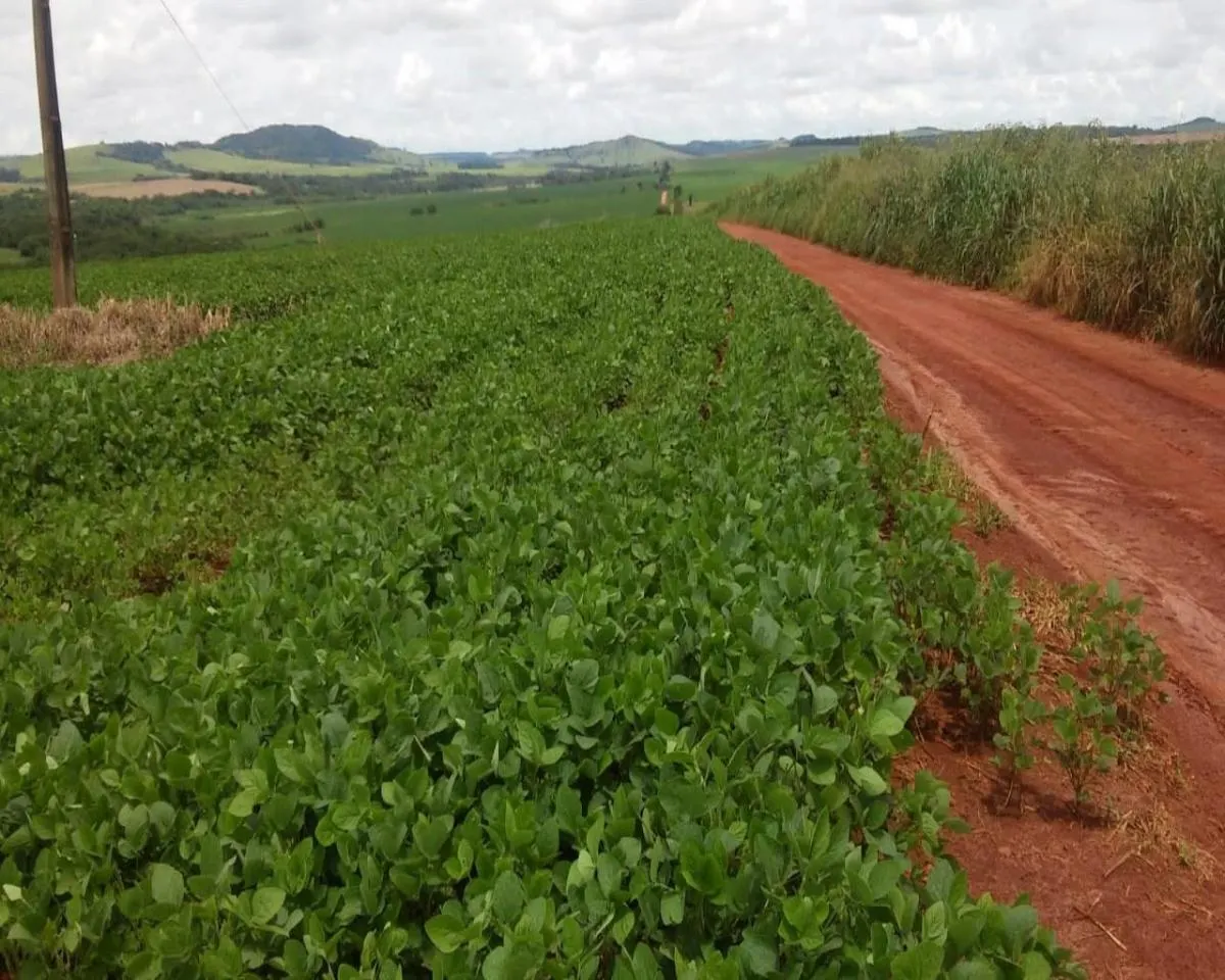 Fazenda à venda de 1.300 ha em Taquarituba, SP, Brasil