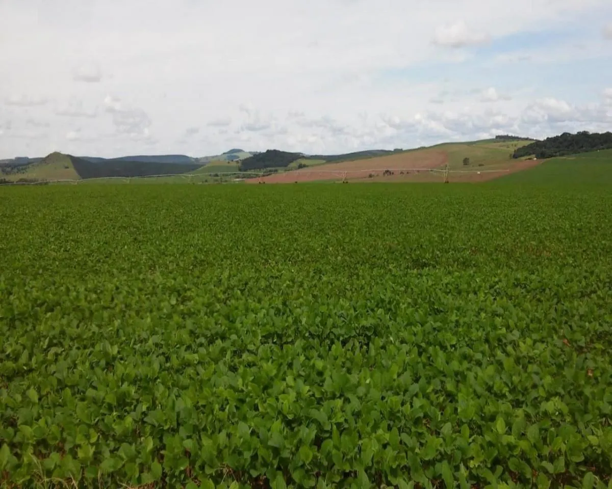 Fazenda à venda de 1.300 ha em Taquarituba, SP, Brasil