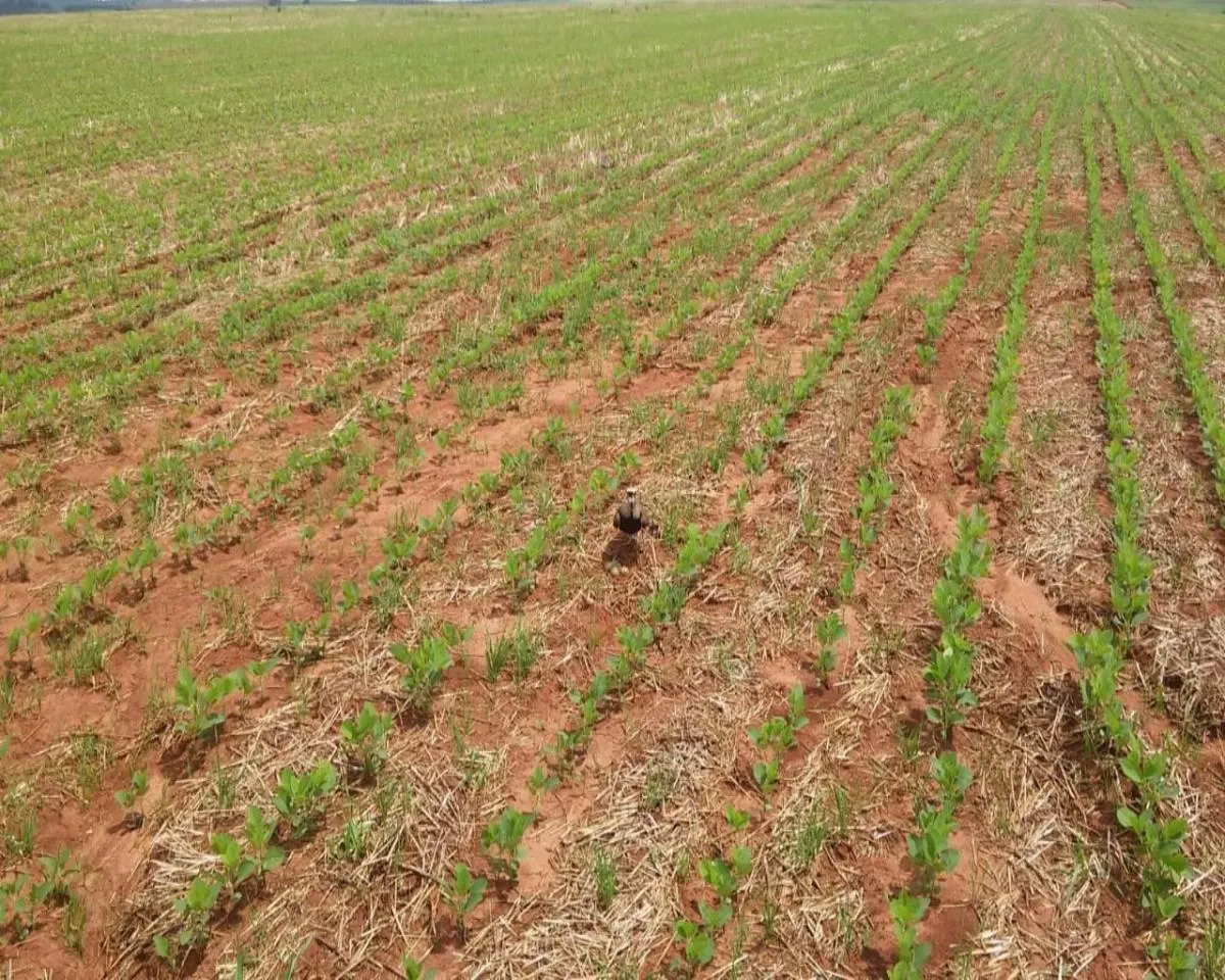 Fazenda à venda de 1.300 ha em Taquarituba, SP, Brasil