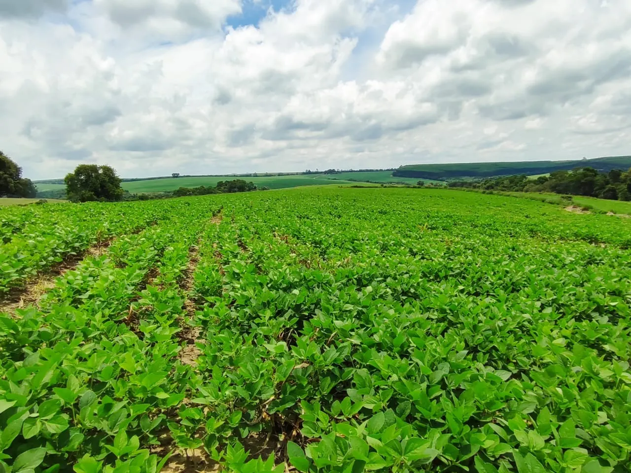 Fazenda à venda de 53 ha em Itapetininga, SP, Brasil