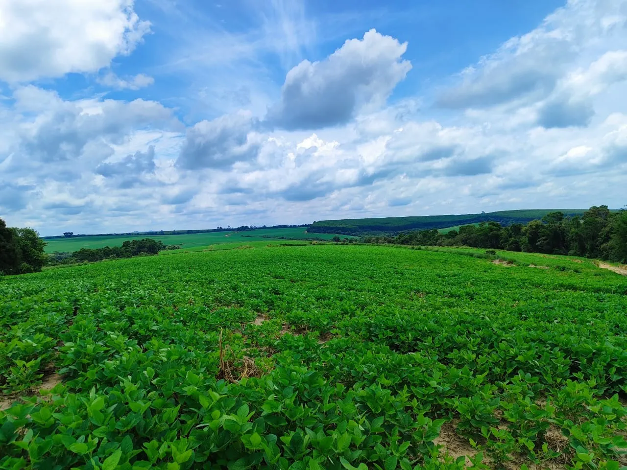 Fazenda à venda de 53 ha em Itapetininga, SP, Brasil