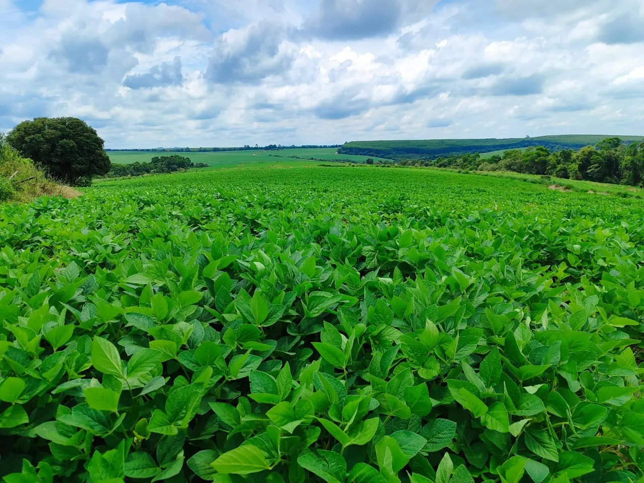 Fazenda à venda de 53 ha em Itapetininga, SP, Brasil