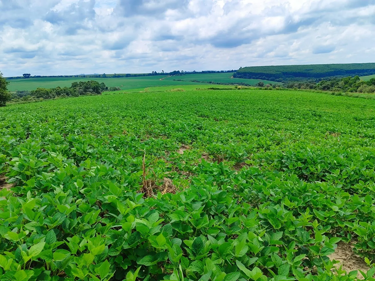 Fazenda à venda de 53 ha em Itapetininga, SP, Brasil