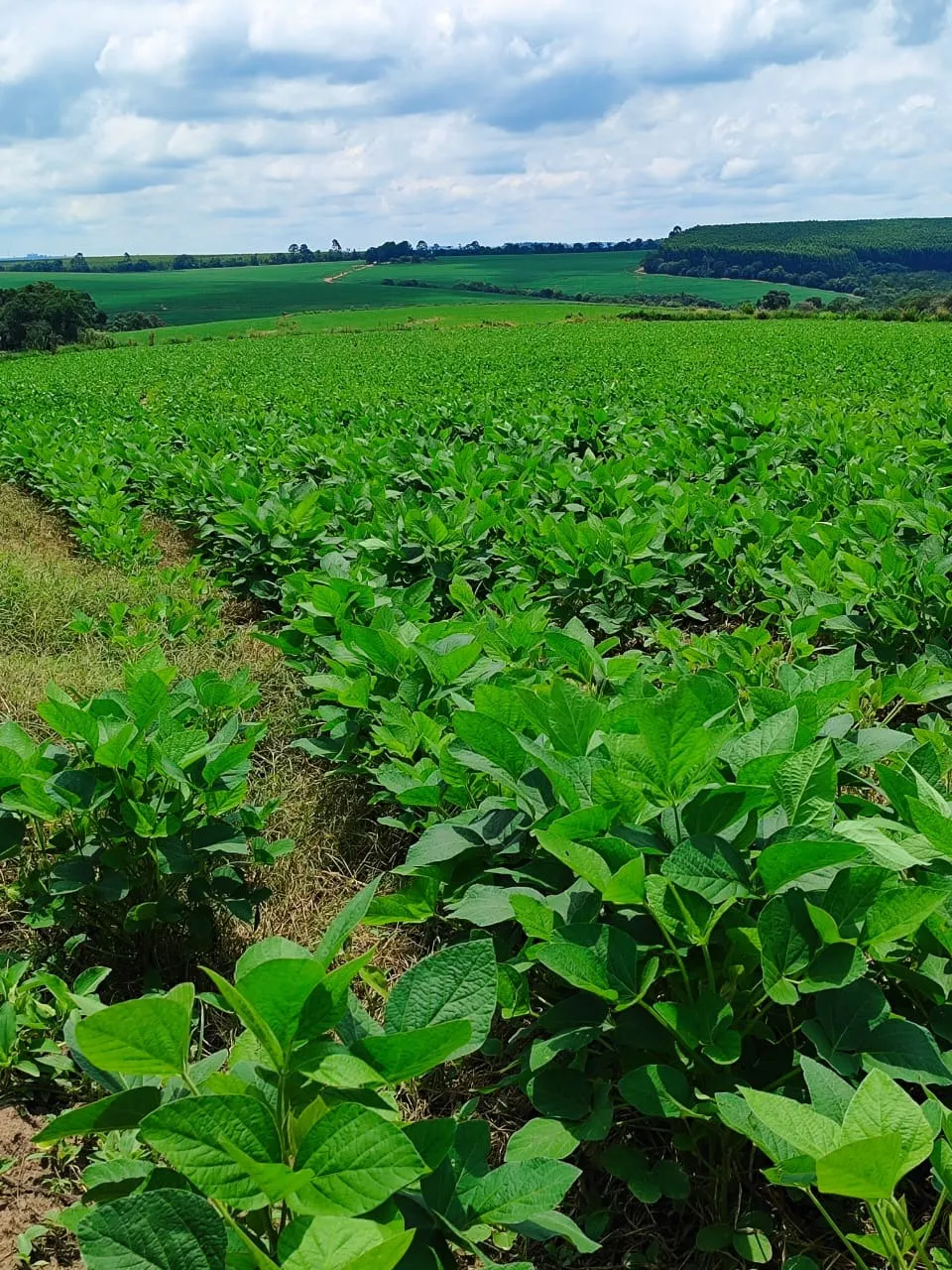 Fazenda à venda de 53 ha em Itapetininga, SP, Brasil