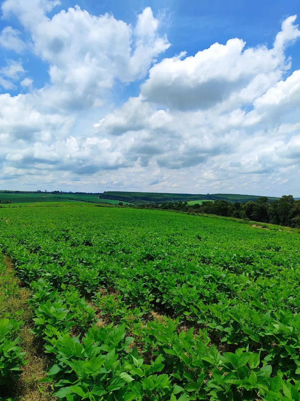 Fazenda à venda de 53 ha em Itapetininga, SP, Brasil