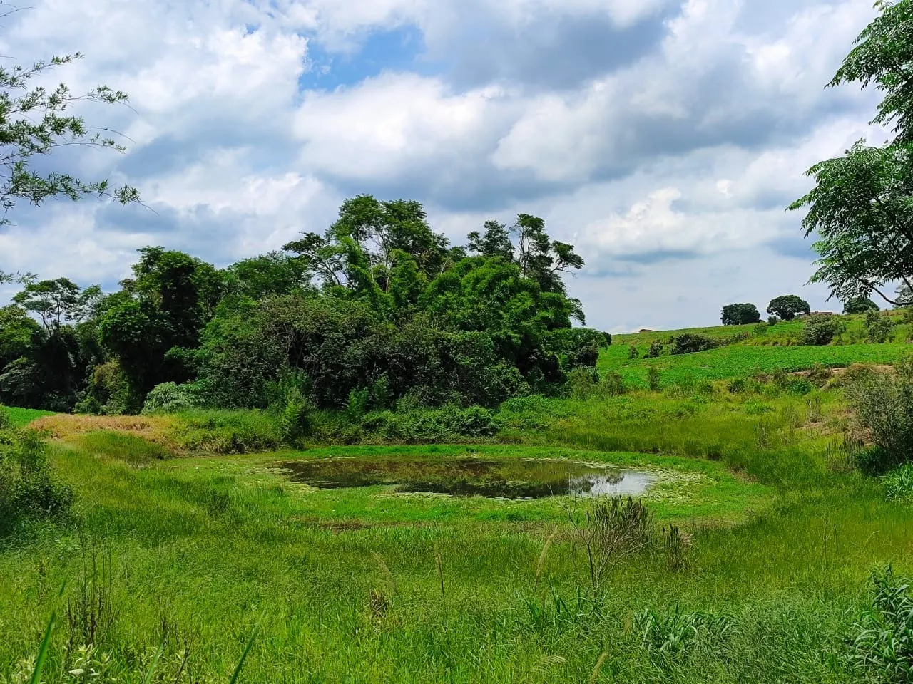 Fazenda à venda de 53 ha em Itapetininga, SP, Brasil