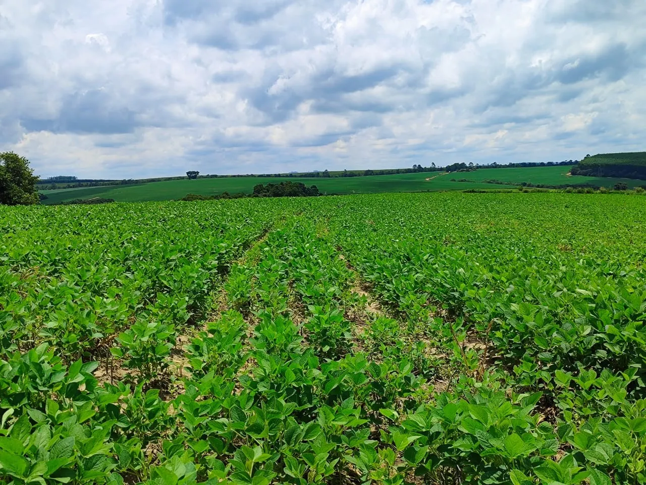 Fazenda à venda de 53 ha em Itapetininga, SP, Brasil