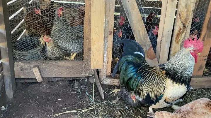 Chácara à venda de 4.800 m² em Santo Antônio da Patrulha, RS, Brasil