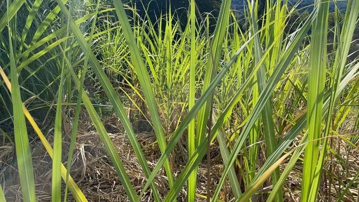 Chácara à venda de 4.800 m² em Santo Antônio da Patrulha, RS, Brasil