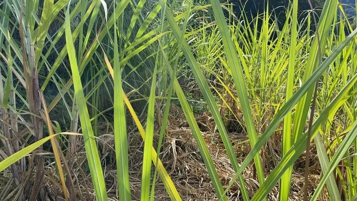 Chácara à venda de 4.800 m² em Santo Antônio da Patrulha, RS, Brasil