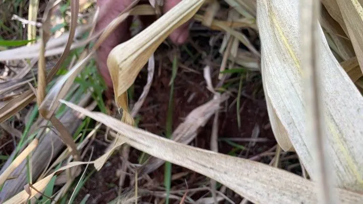 Chácara à venda de 4.800 m² em Santo Antônio da Patrulha, RS, Brasil