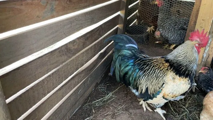 Chácara à venda de 4.800 m² em Santo Antônio da Patrulha, RS, Brasil