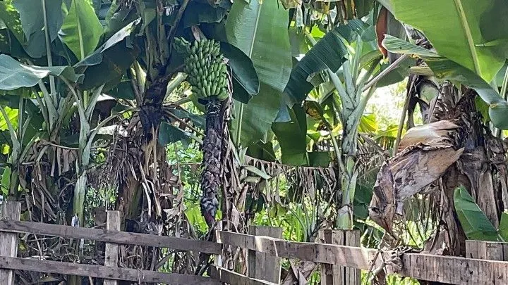 Chácara à venda de 4.800 m² em Santo Antônio da Patrulha, RS, Brasil