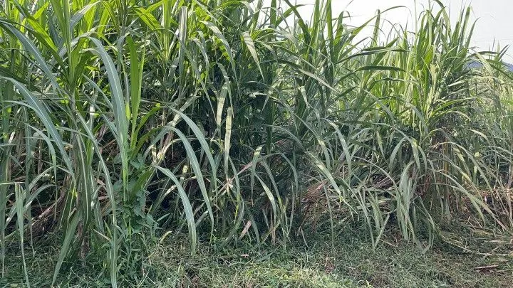 Chácara à venda de 4.800 m² em Santo Antônio da Patrulha, RS, Brasil