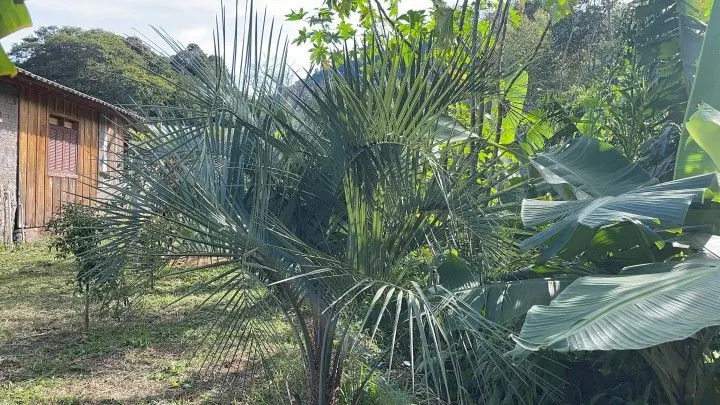 Chácara à venda de 4.800 m² em Santo Antônio da Patrulha, RS, Brasil