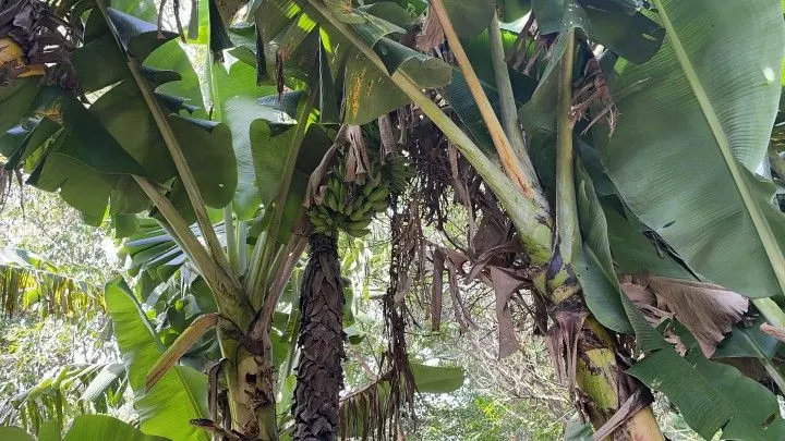 Chácara à venda de 4.800 m² em Santo Antônio da Patrulha, RS, Brasil