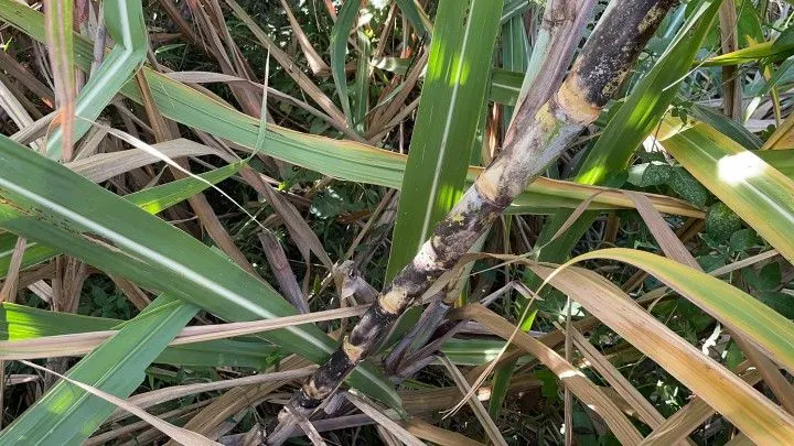 Chácara à venda de 4.800 m² em Santo Antônio da Patrulha, RS, Brasil