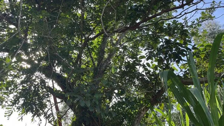 Chácara à venda de 4.800 m² em Santo Antônio da Patrulha, RS, Brasil