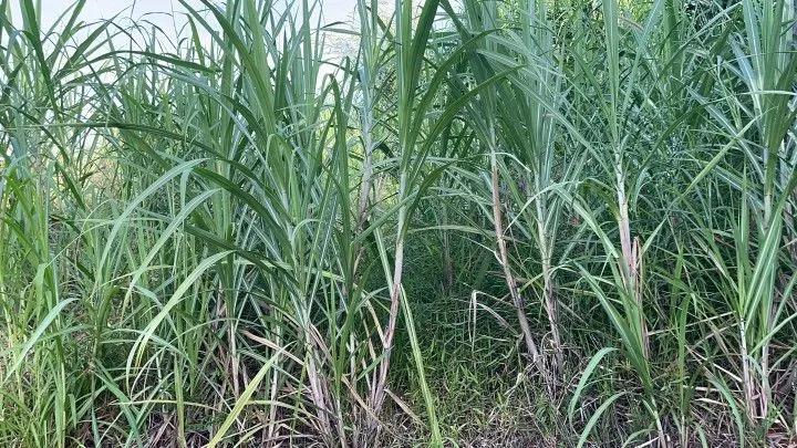 Chácara à venda de 4.800 m² em Santo Antônio da Patrulha, RS, Brasil