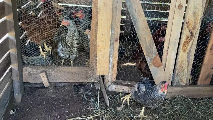 Chácara à venda de 4.800 m² em Santo Antônio da Patrulha, RS, Brasil