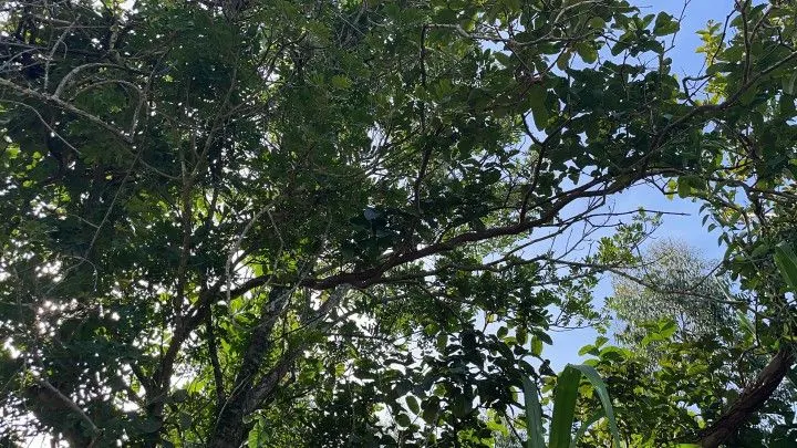 Chácara à venda de 4.800 m² em Santo Antônio da Patrulha, RS, Brasil