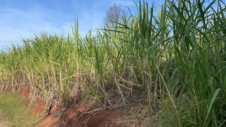 Chácara à venda de 4.800 m² em Santo Antônio da Patrulha, RS, Brasil