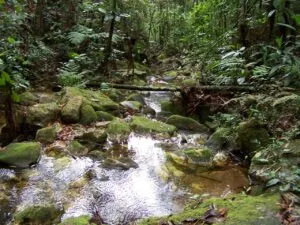 Fazenda à venda de 257 ha em Bom Jesus do Amparo, MG, Brasil