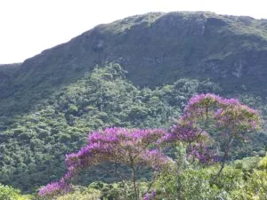 Fazenda à venda de 257 ha em Bom Jesus do Amparo, MG, Brasil