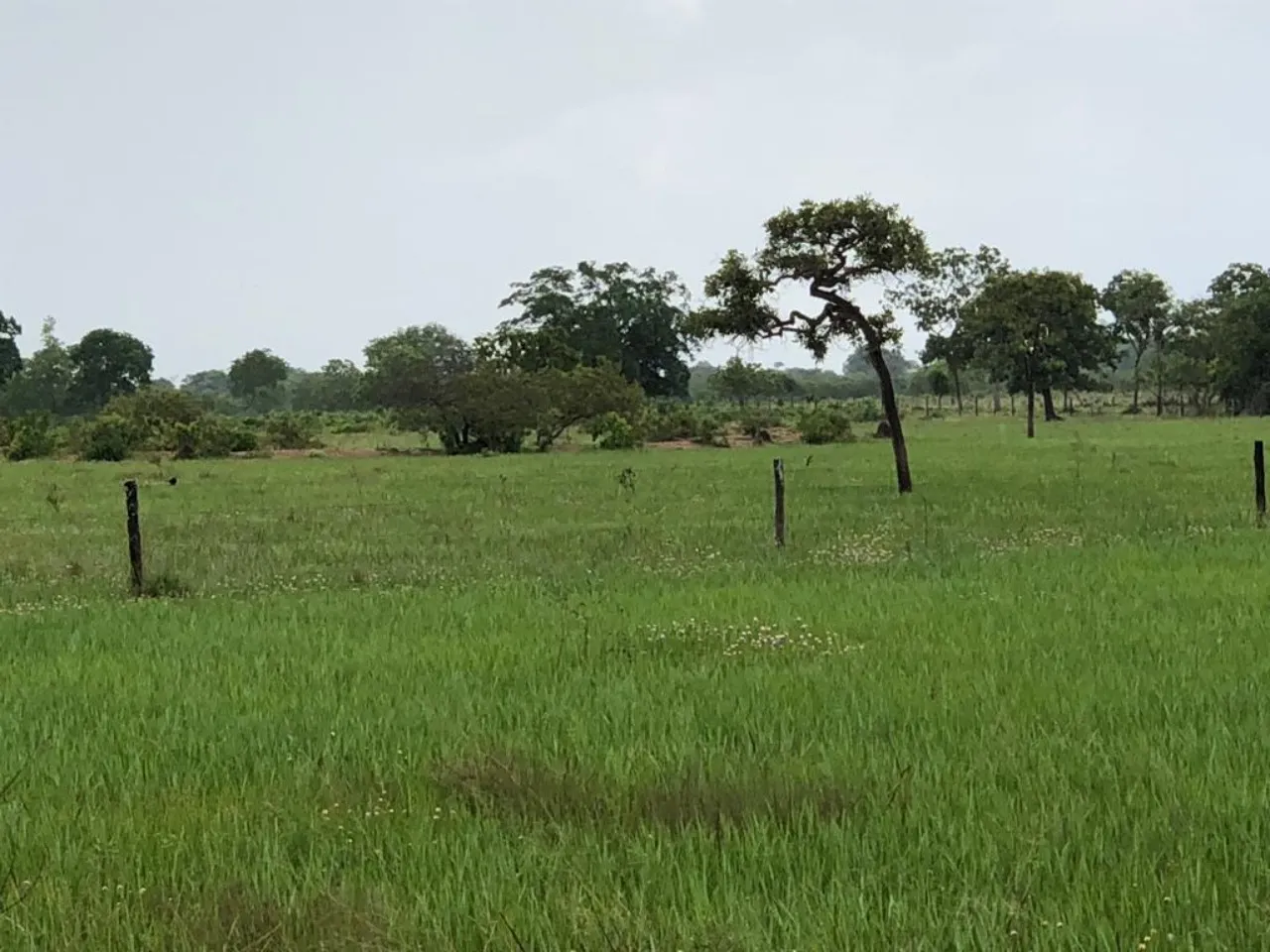 Fazenda à venda de 11.616 ha em Flores de Goiás, GO, Brasil