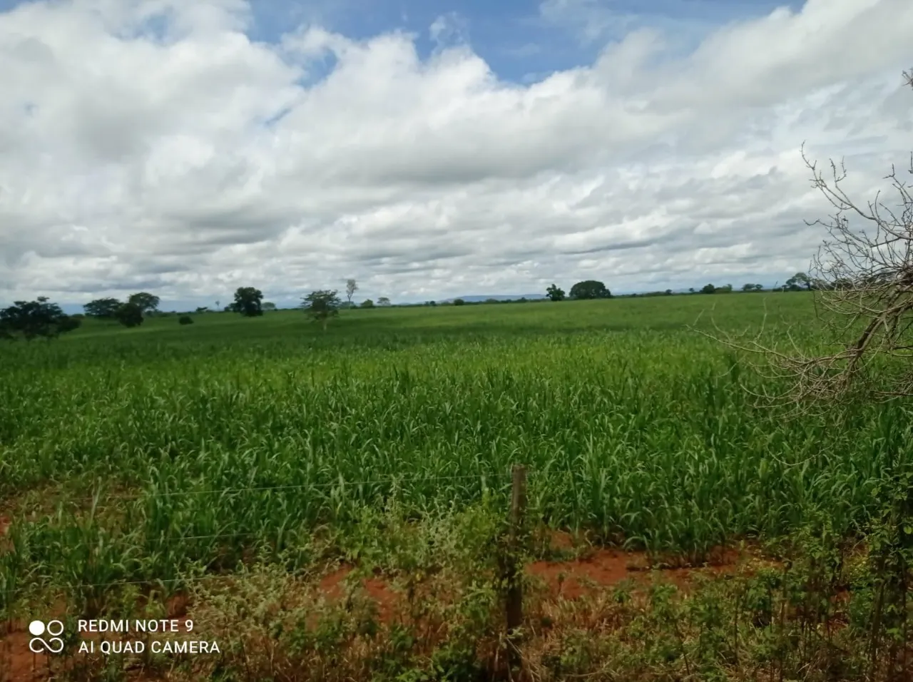 Fazenda à venda de 11.616 ha em Flores de Goiás, GO, Brasil