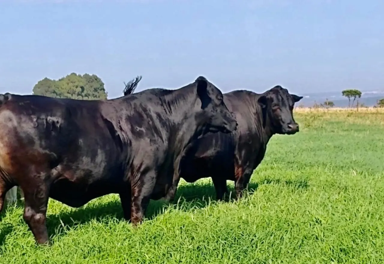 Fazenda à venda de 11.616 ha em Flores de Goiás, GO, Brasil