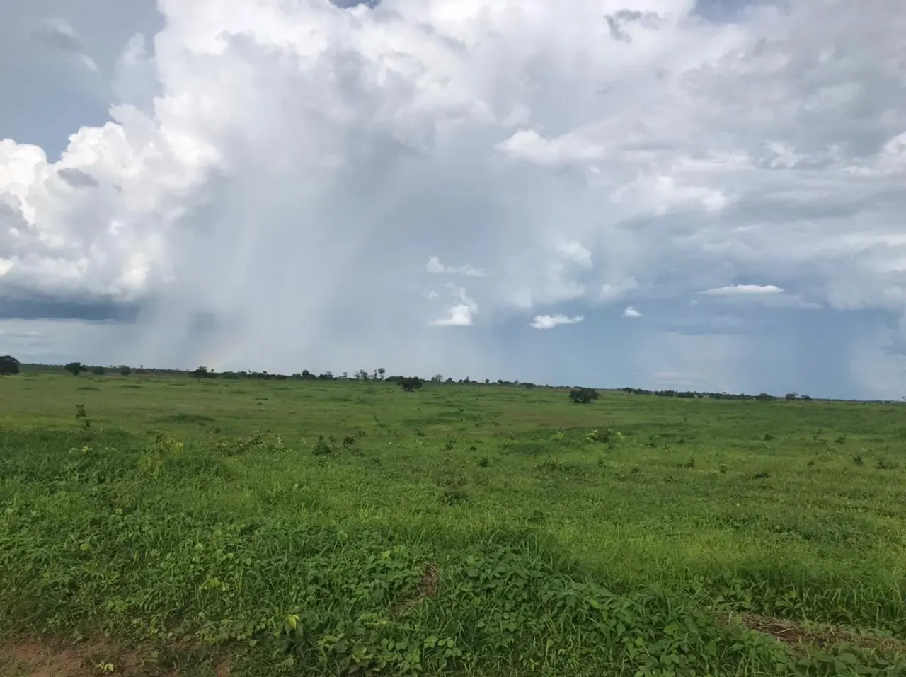 Fazenda à venda de 11.616 ha em Flores de Goiás, GO, Brasil