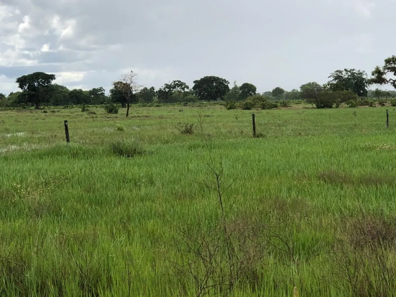 Fazenda à venda de 11.616 ha em Flores de Goiás, GO, Brasil
