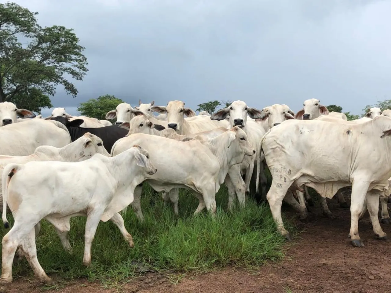 Fazenda à venda de 11.616 ha em Flores de Goiás, GO, Brasil