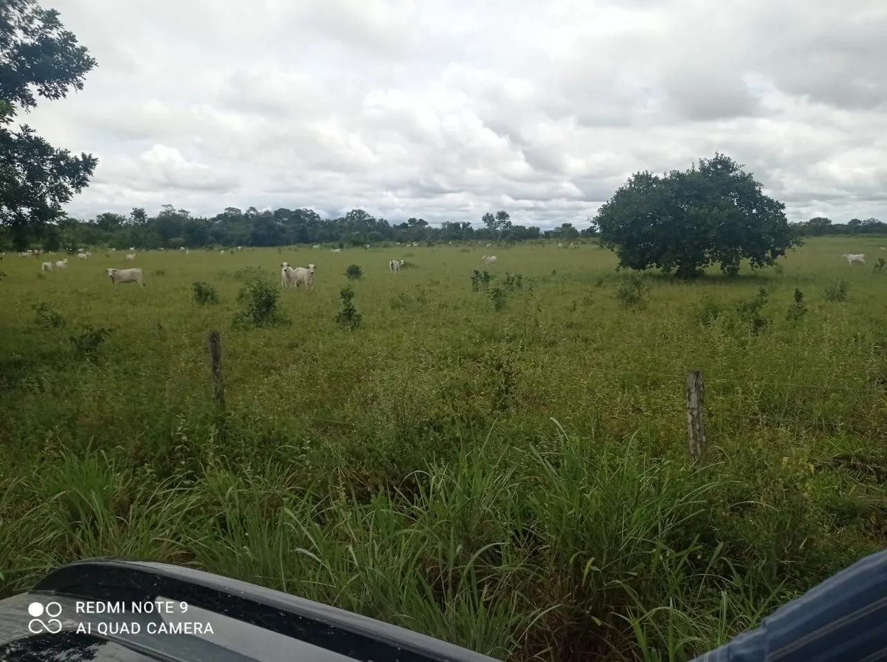 Fazenda à venda de 11.616 ha em Flores de Goiás, GO, Brasil