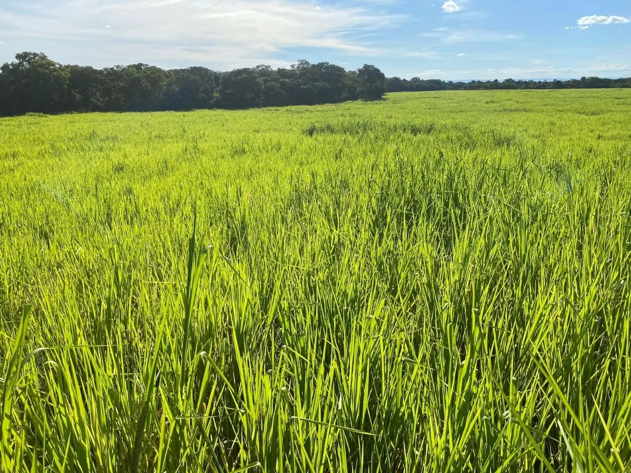 Fazenda à venda de 11.616 ha em Flores de Goiás, GO, Brasil