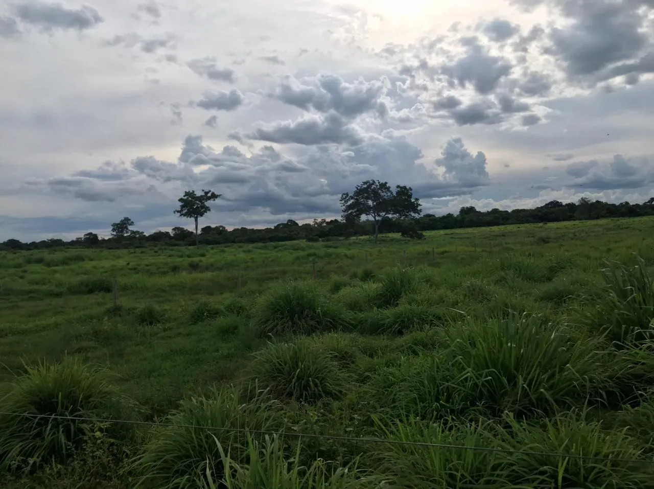 Fazenda à venda de 11.616 ha em Flores de Goiás, GO, Brasil
