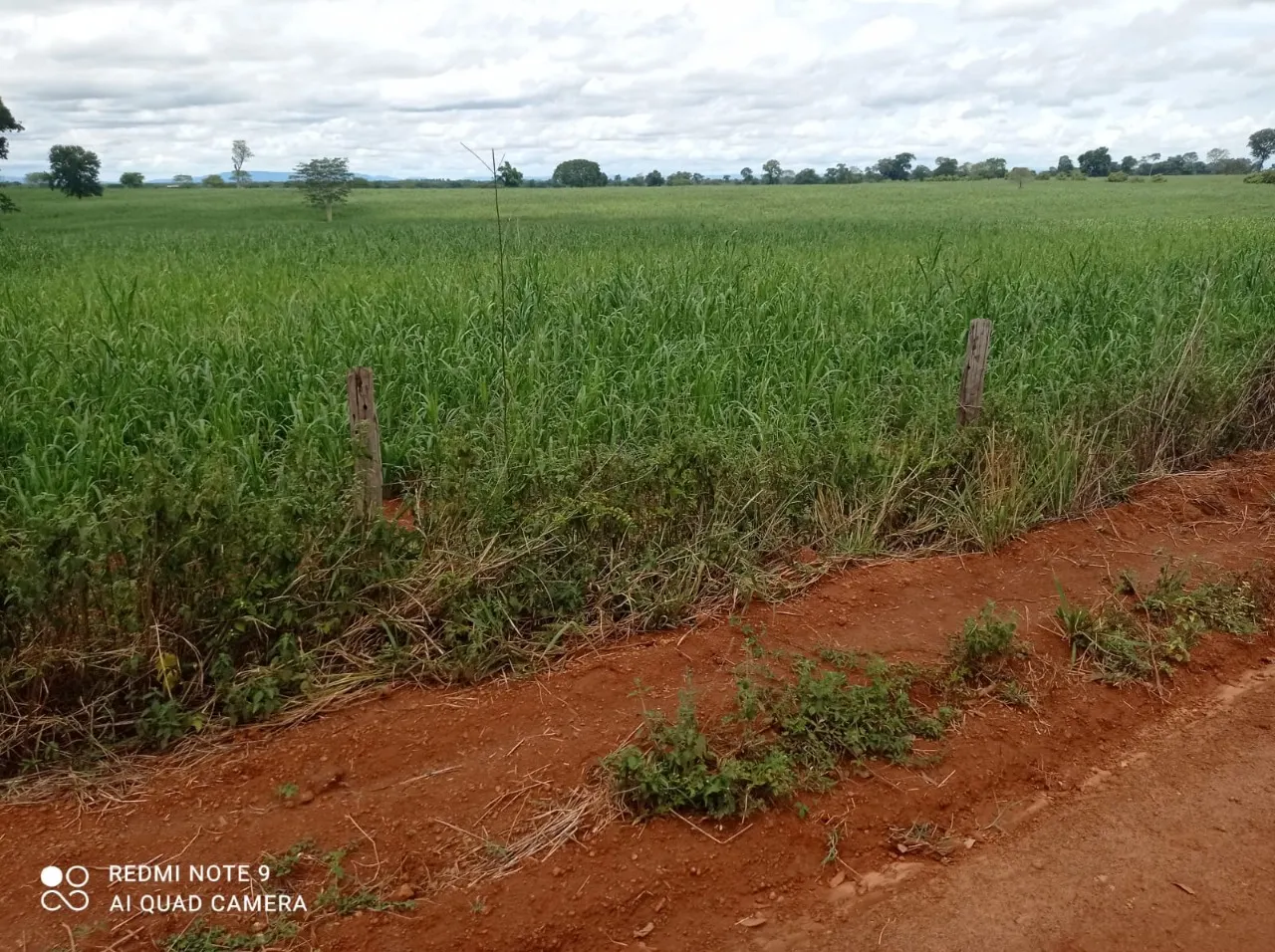 Fazenda à venda de 11.616 ha em Flores de Goiás, GO, Brasil