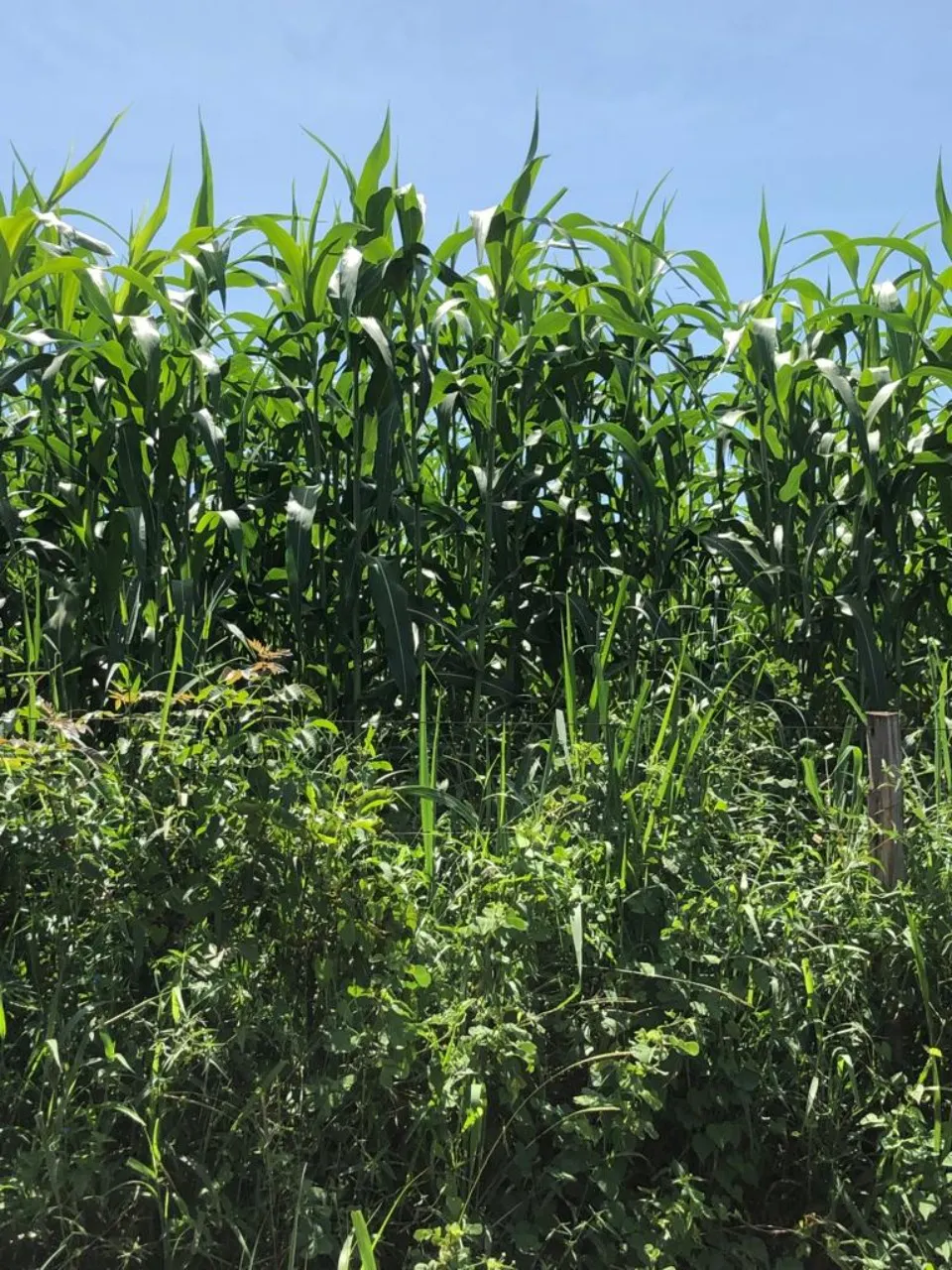 Fazenda à venda de 11.616 ha em Flores de Goiás, GO, Brasil