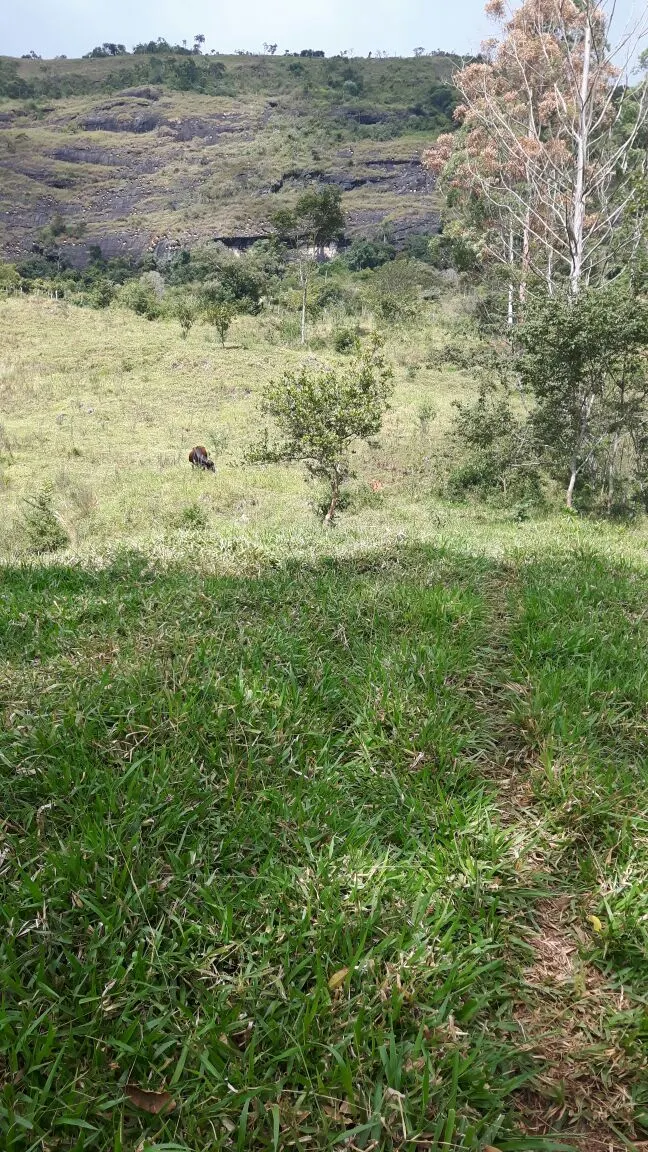Sítio à venda, para Arrendar e em leilão de 29 ha em Lima Duarte, MG, Brasil