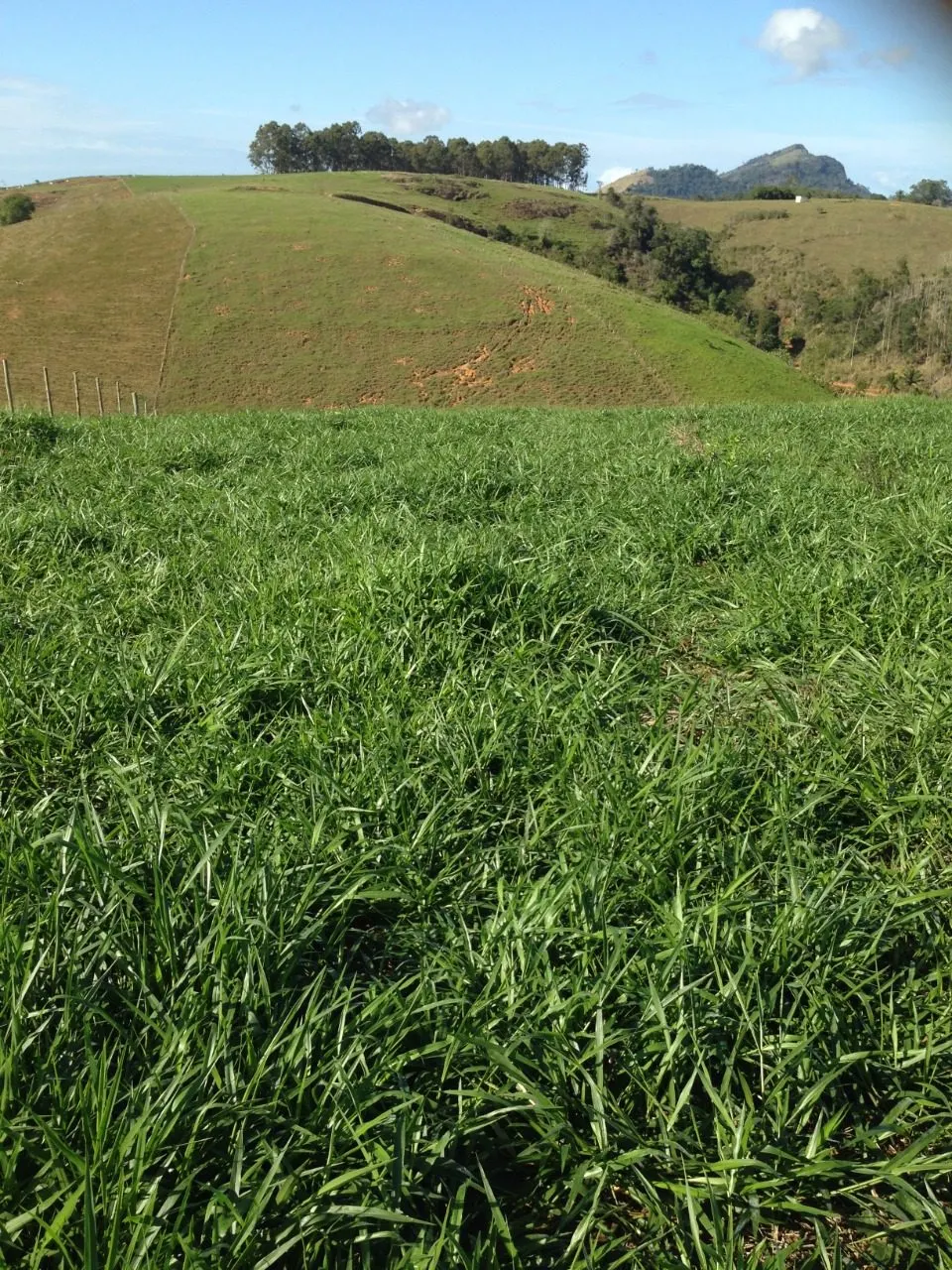 Fazenda à venda de 145 ha em Aracruz, ES, Brasil