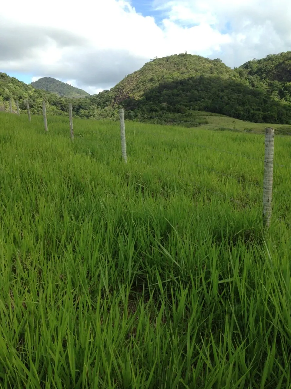 Fazenda à venda de 145 ha em Aracruz, ES, Brasil