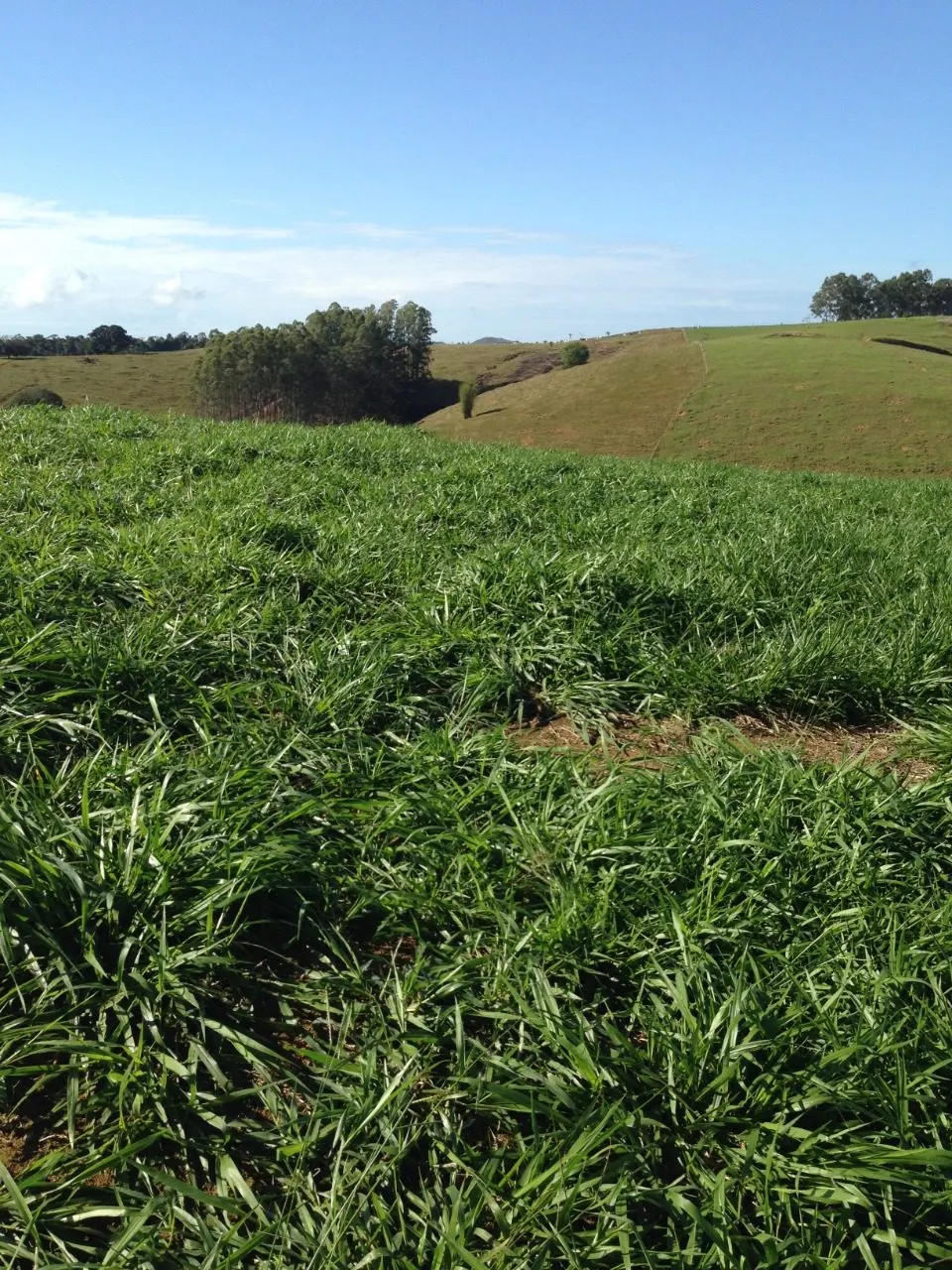 Fazenda à venda de 145 ha em Aracruz, ES, Brasil