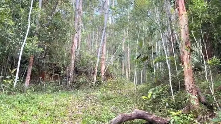 Sítio à venda de 18 ha em São Bonifácio, SC, Brasil