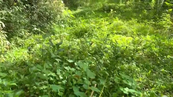 Sítio à venda de 18 ha em São Bonifácio, SC, Brasil