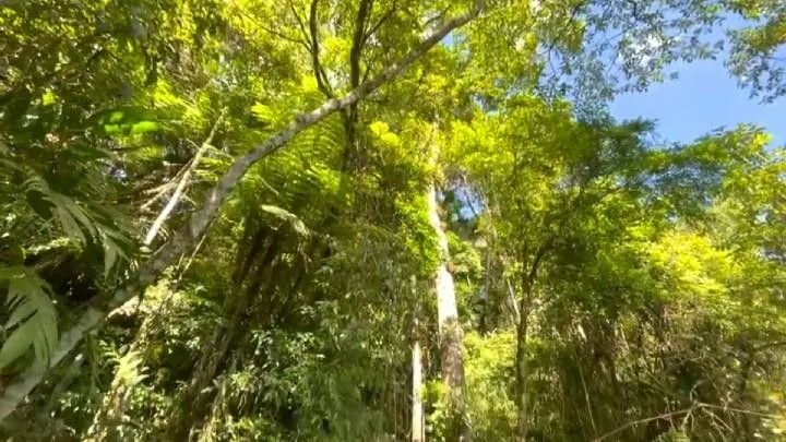 Sítio à venda de 18 ha em São Bonifácio, SC, Brasil