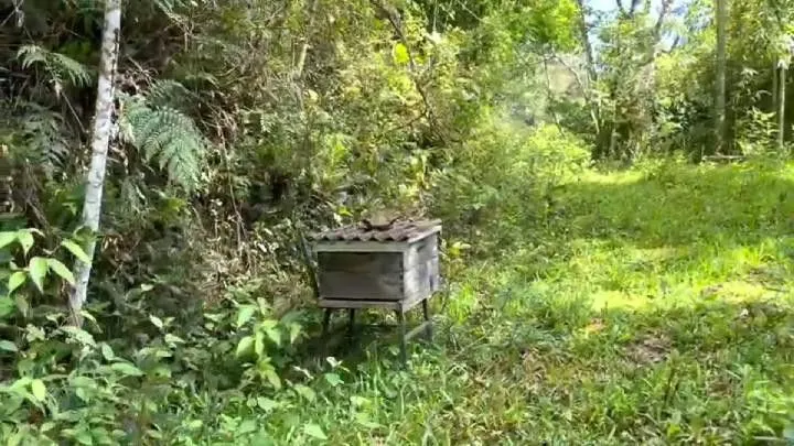 Sítio à venda de 18 ha em São Bonifácio, SC, Brasil