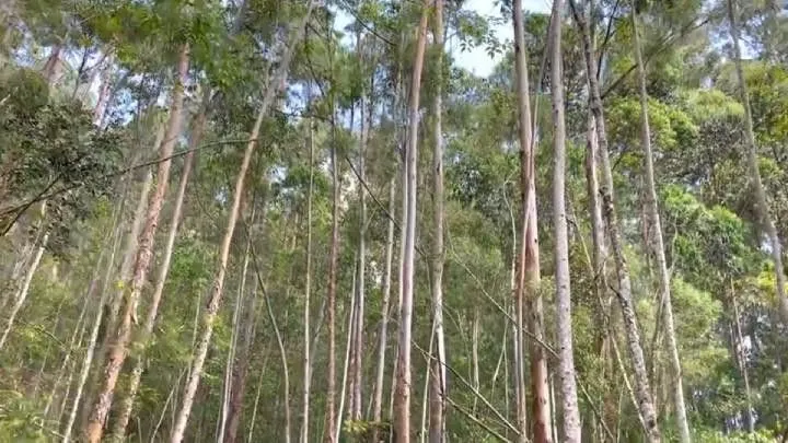 Sítio à venda de 18 ha em São Bonifácio, SC, Brasil